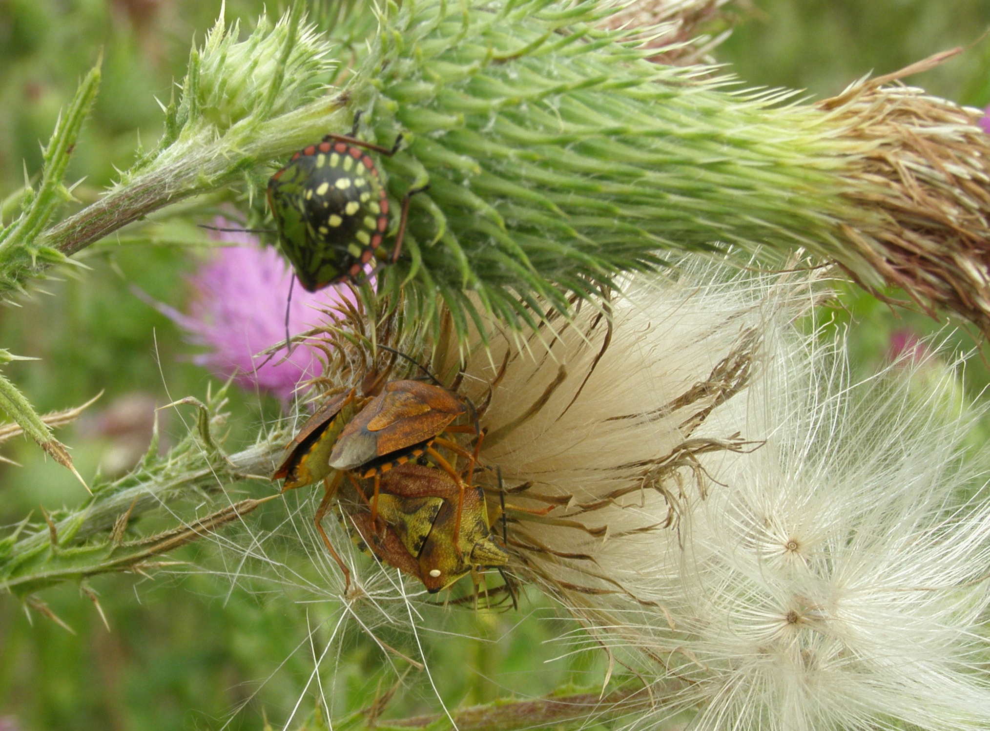 Carpocoris purpureipennis e Nezara viridula su Cirsium